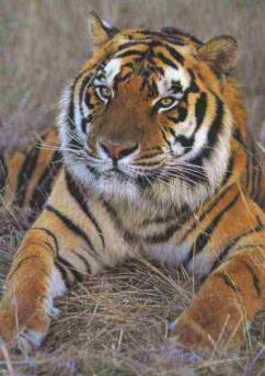 Indian National Animal: The Tiger