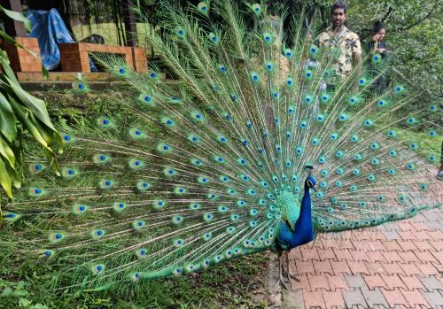 Indian National Bird: Peacock